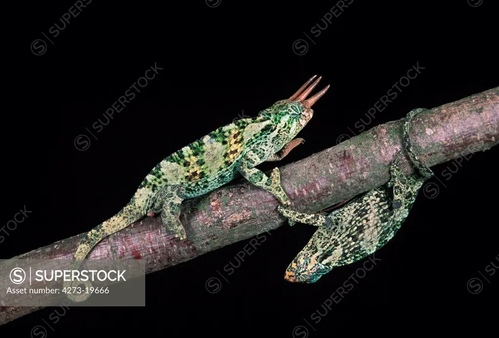 Jackson's Chameleon, chamaeleo jacksoni, Pair standing on Branch