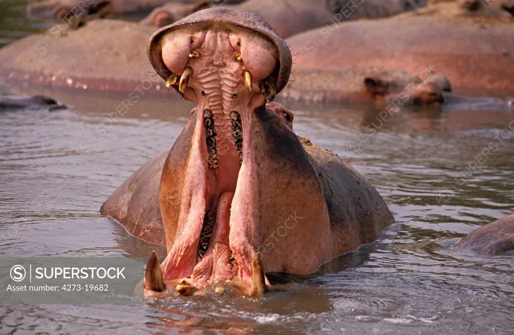 Hippopotamus, hippopotamus amphibius, Adult Yawning, with Open Mouth, Virunga Park in Congo