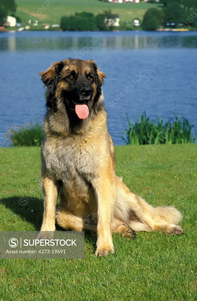 Leonberger Dog standing near Water