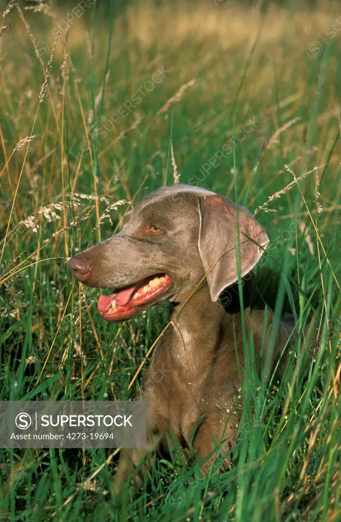 Weimar Pointer Dog laying in Long Grass