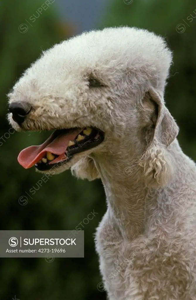 Portrait of Bedlington Terrier Dog