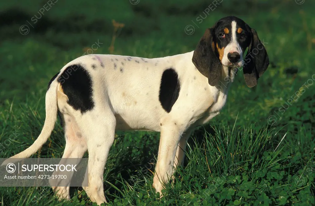 Ariegeois Hound, Dog standing on Grass