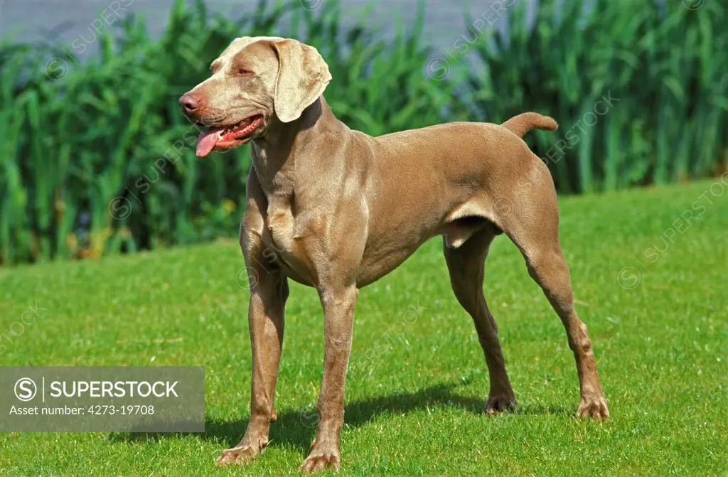 Weimar Pointer Dog, Male standing on Grass