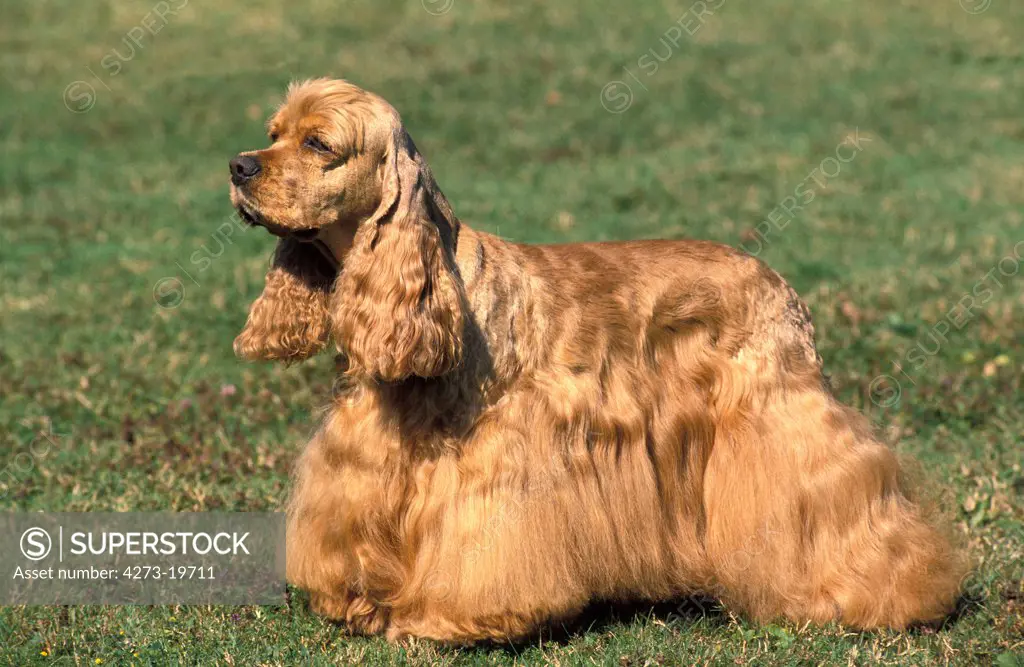 American Cocker Spaniel, Dog standing on Grass