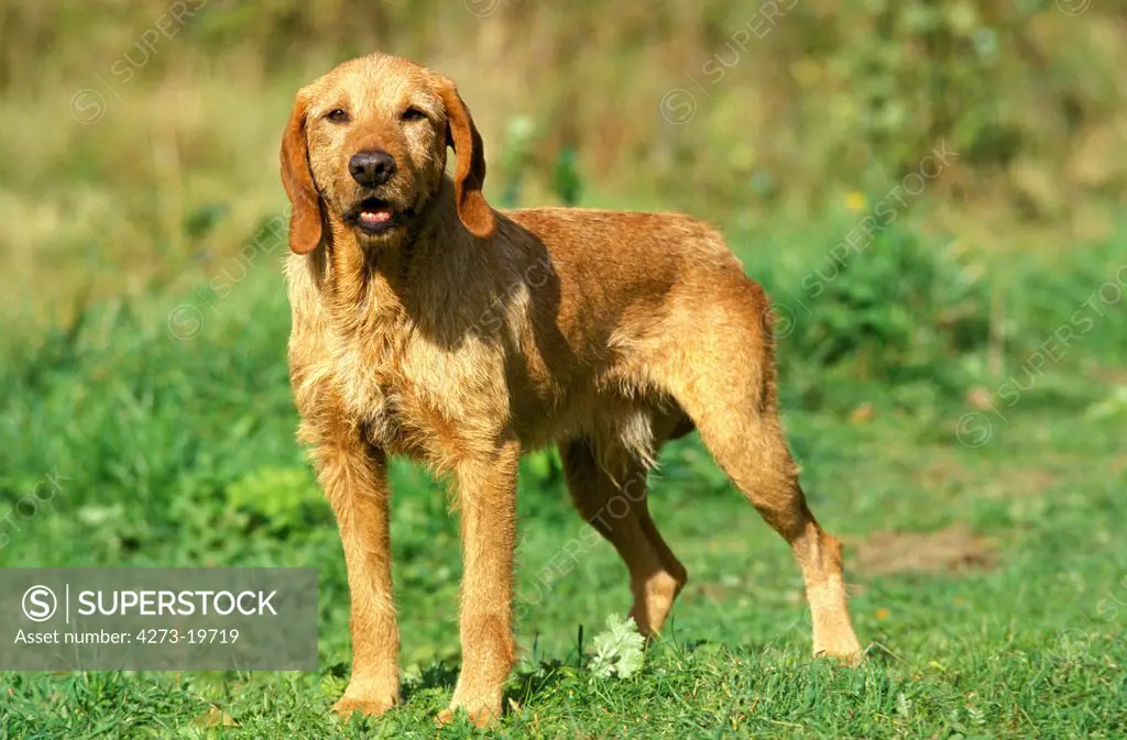 Fawn Brittany Griffon or Griffon Fauve de Bretagne Dog, Male standing on Grass