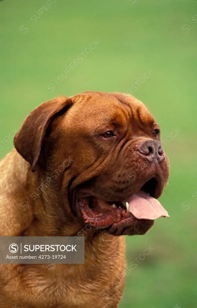 Bordeaux Mastiff Dog, Portrait of Adult with Tongue out