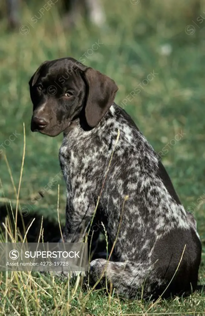 German Short-Haired Pointer Dog, Pup sitting on Grass