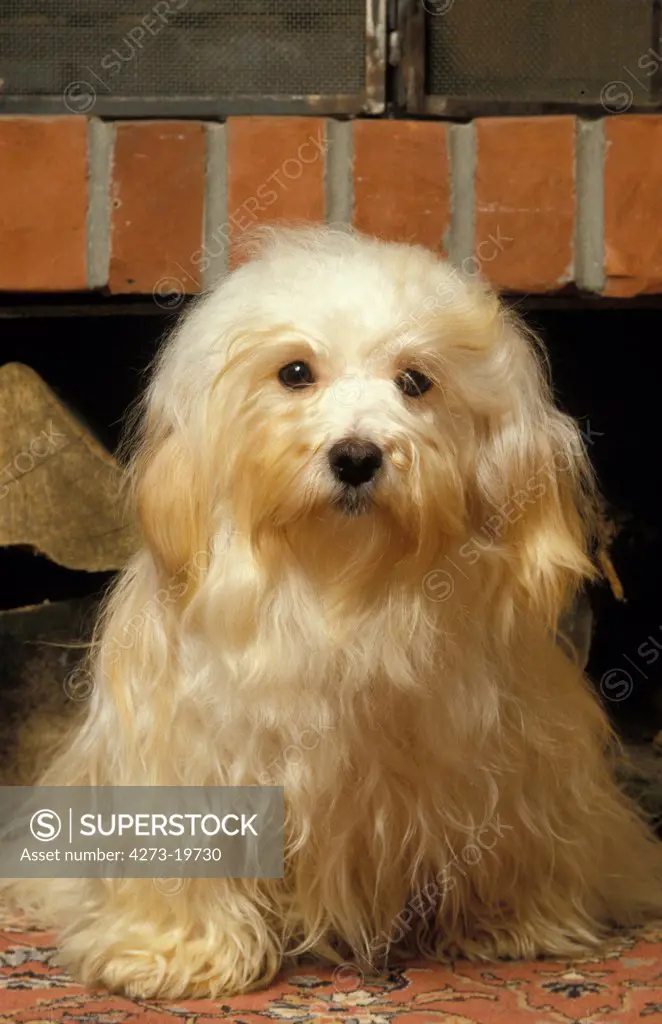 Havana Silk Dog or Havanese Bichon Dog