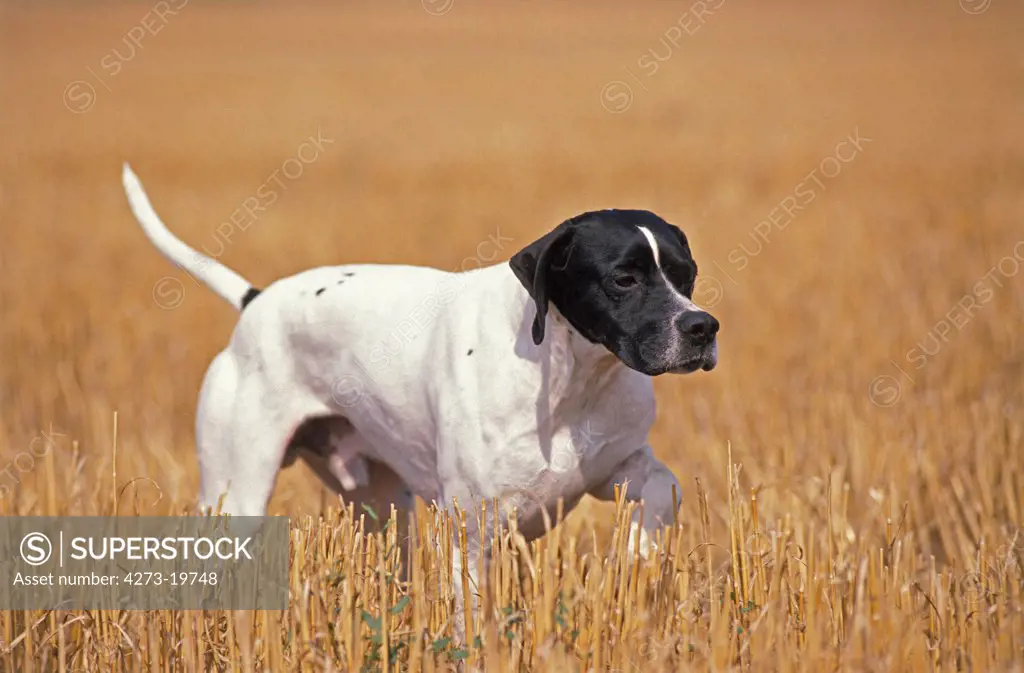 Male Pointer Dog in a Wheat Field