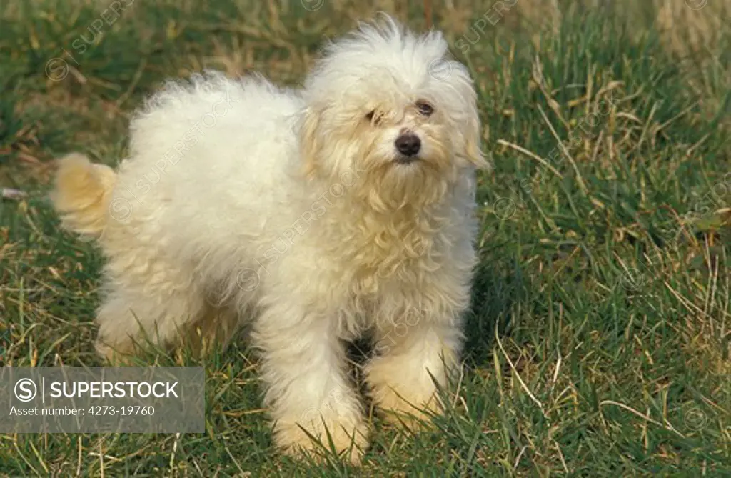Bolognese Bichon Dog standing on Grass