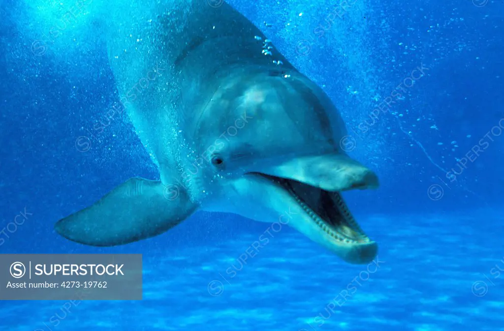 Bottlenose Dolphin, tursiops truncatus, Adult calling