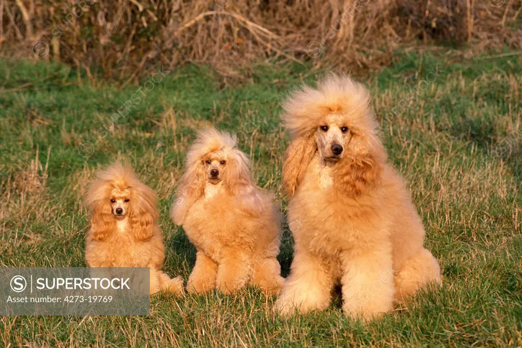 Apricot Toy, Standard and Giant Poodle sitting on Grass