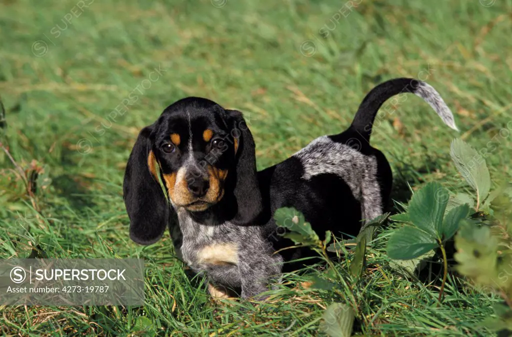 Gascony Blue Basset or Basset Bleu de Gascogne Dog, Pup standing on Grass