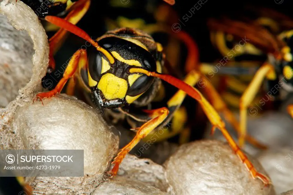 Common Wasp, Vespula Vulgaris, Adult Standing On Nest, Normandy