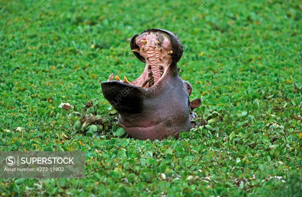 Hippopotamus, hippopotamus amphibius, Adult Yawning, with Open Mouth, Masai Mara Park in Kenya