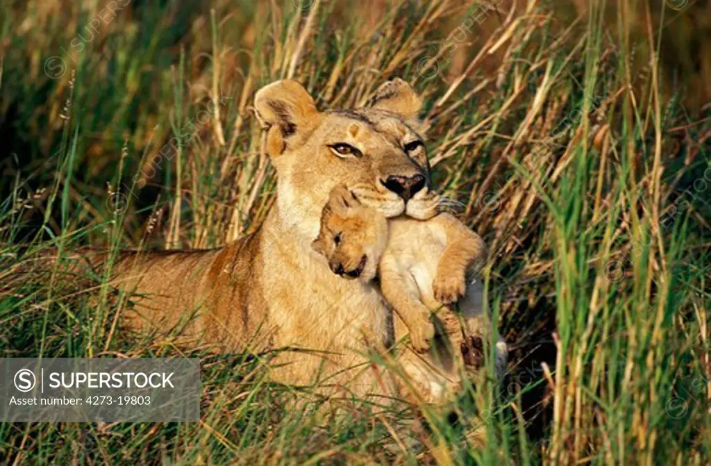 African Lion, panthera leo, Mother carrying Cub in its Mouth, Masai Mara Park in Kenya