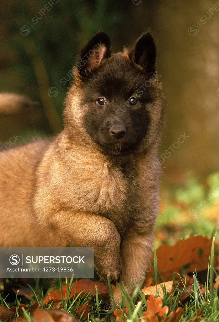 Tervueren or Belgian Shepherd Dog, Pup standing on Grass