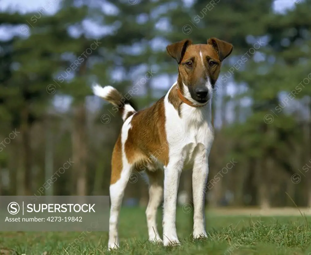 Smooth Fox Terrier Dog with Collar