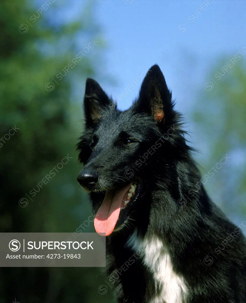 Portrait of Groenendael Belgian Shepherd Dog