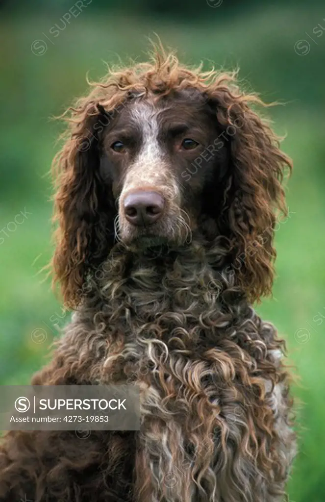 Portrait of Pont Audemer Spaniel Dog