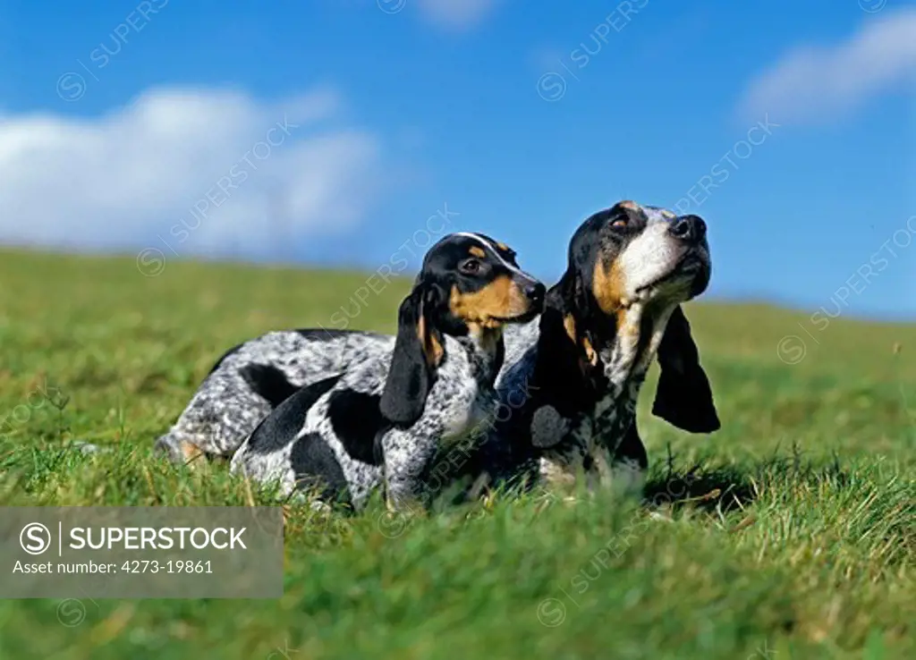 Gascony Blue Basset or Basset Bleu de Gascogne Dog, Mother with Pup   standing on Grass