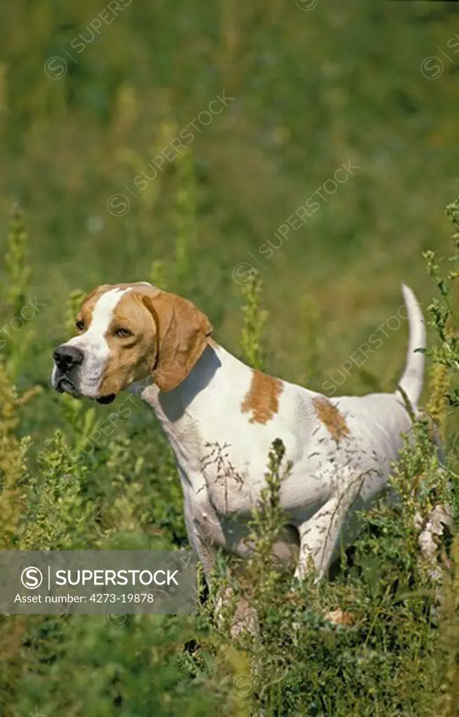 Pointer Dog standing in Long Grass