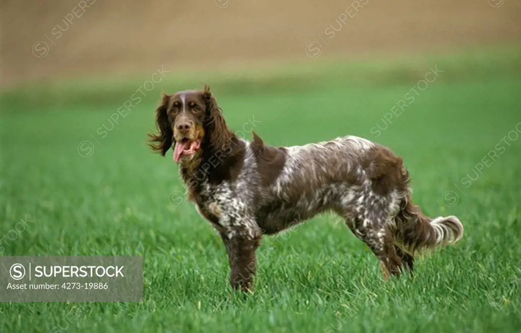 Picardy Spaniel Dog standing in Field