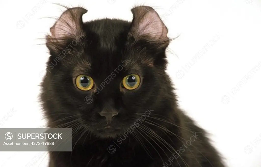 American Curl Domestic Cat, Portrait against White Background