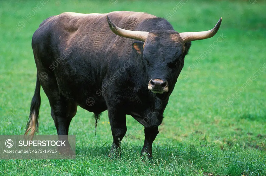 Auroch or Urus, bos primigenius, Bull