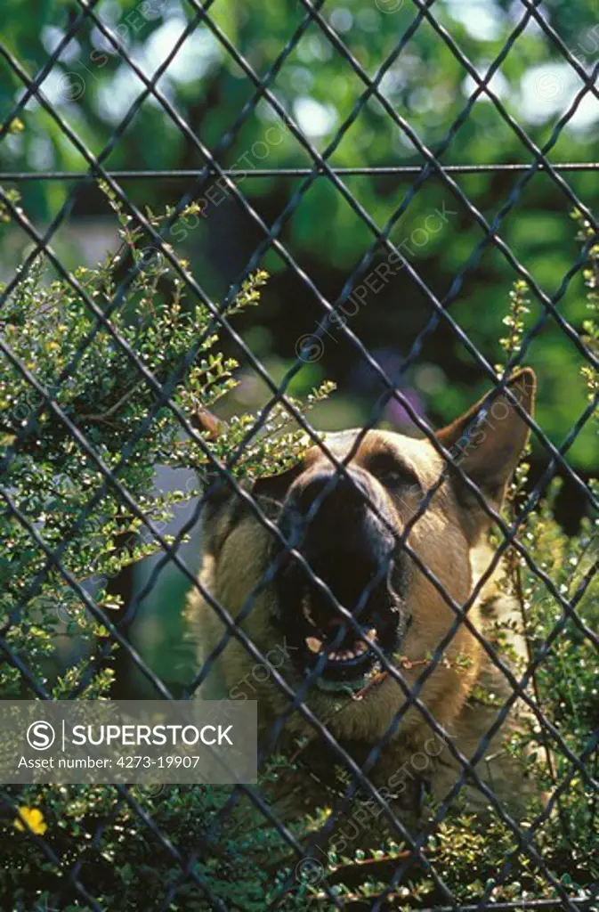 German Shepherd Dog Barking, Guarding House
