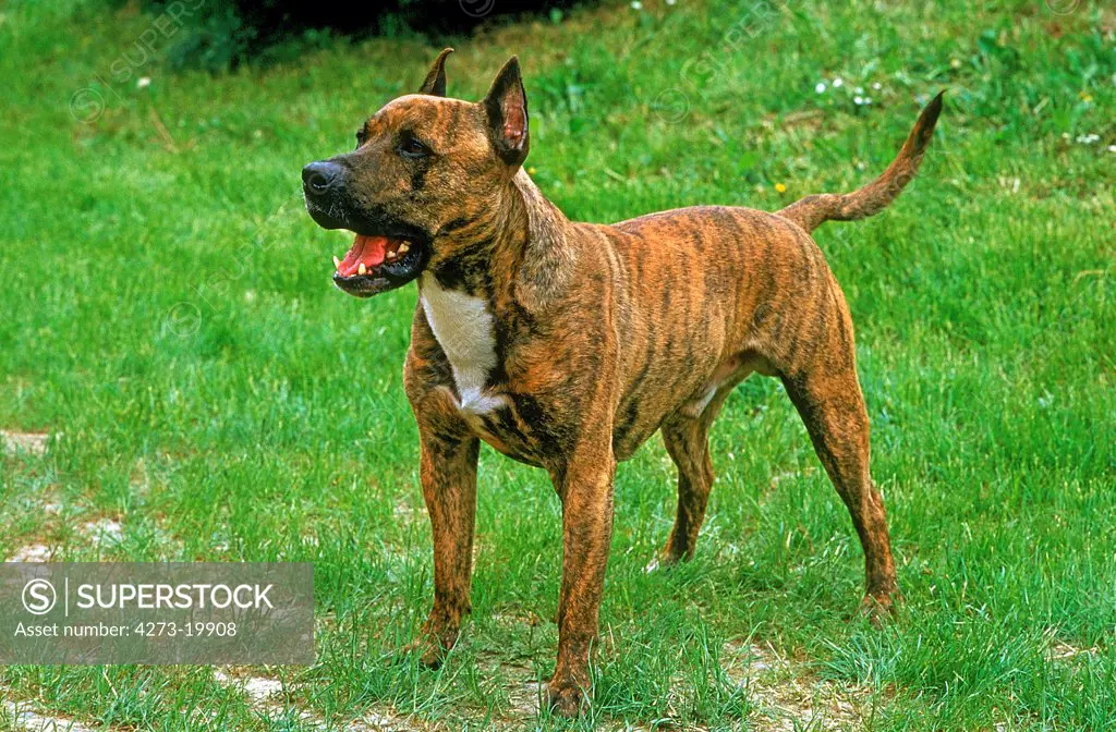 American Staffordshire Terrier (Old Standard Breed with Cut Ears), Dog standing on Grass