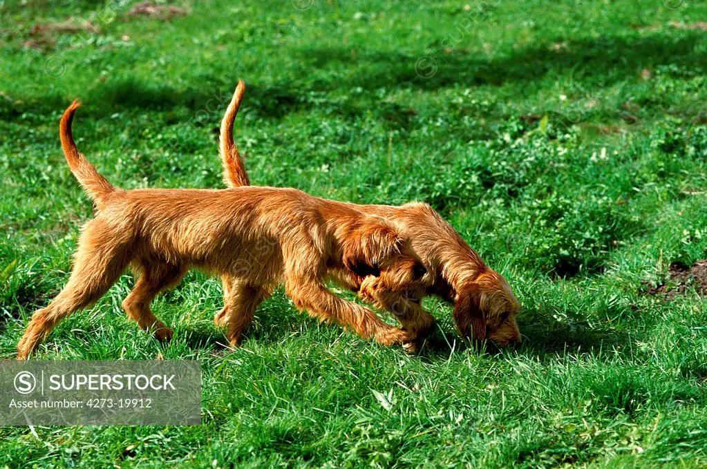 Fawn Brittany Griffon or Griffon Fauve de Bretagne,  Dog smelling Grass