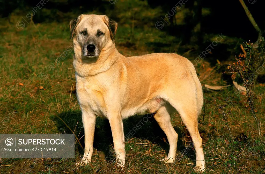 Anatolian Shepherd Dog standing on Grass