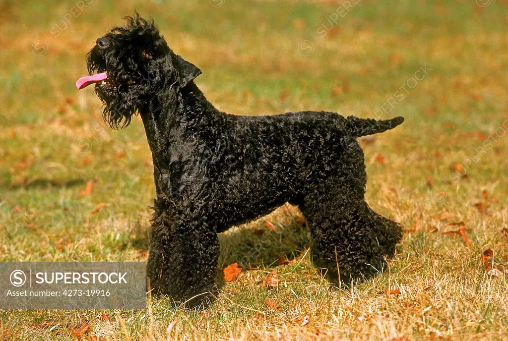 Kerry Blue Terrier Dog standing on Grass