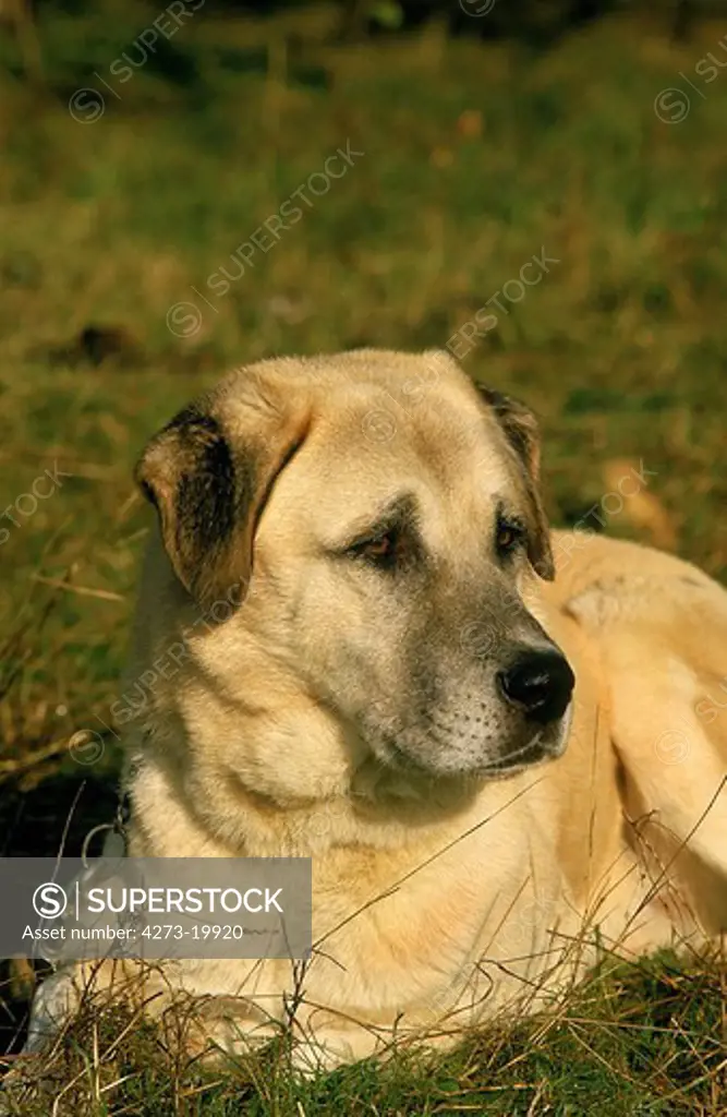 Anatolian Shepherd Dog laying on Grass