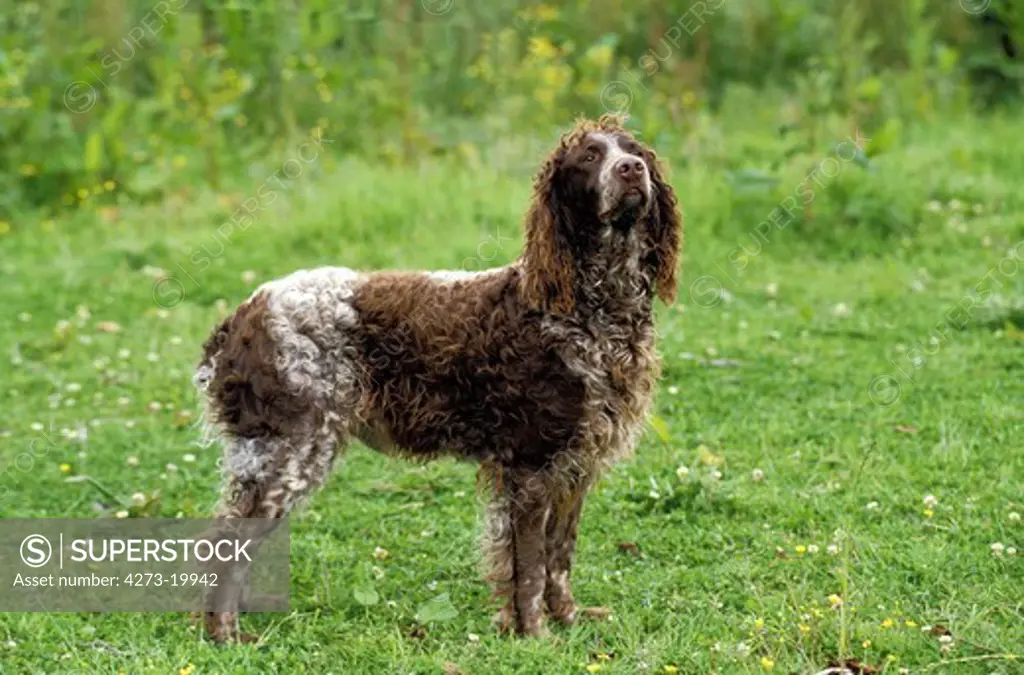 Pont Audemer Spaniel Dog standing on Grass