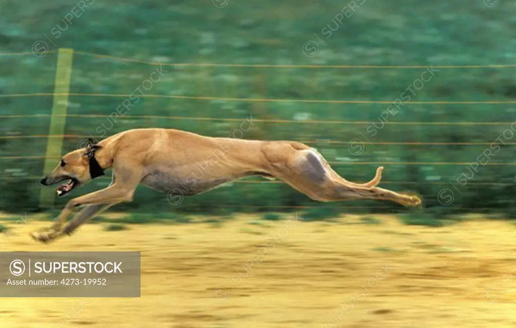 Greyhound during Greyhound Racing Dog