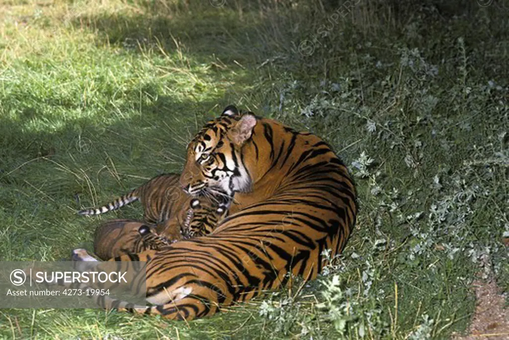 Sumatran Tiger, panthera tigris sumatrae, Mother with Cub suckling