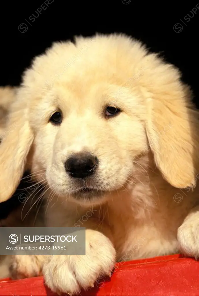 Anatolian Shepherd Dog, Portrait of Pup