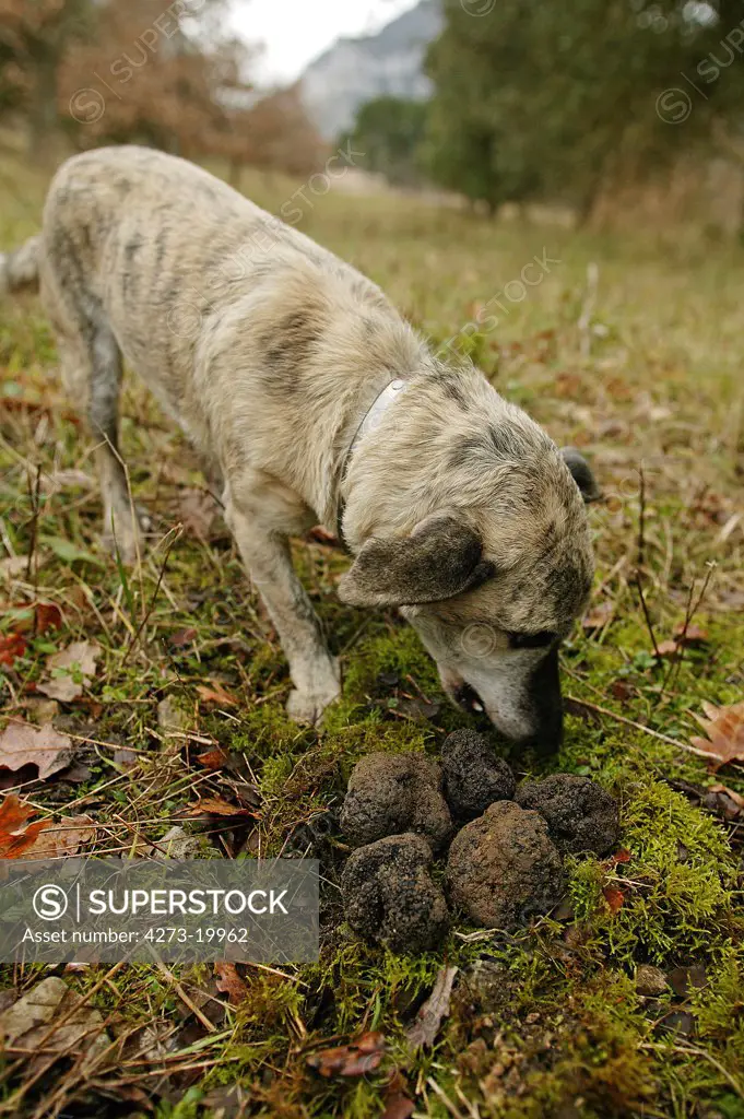 Dog and Truffle Gathering, Drome in the South East of France