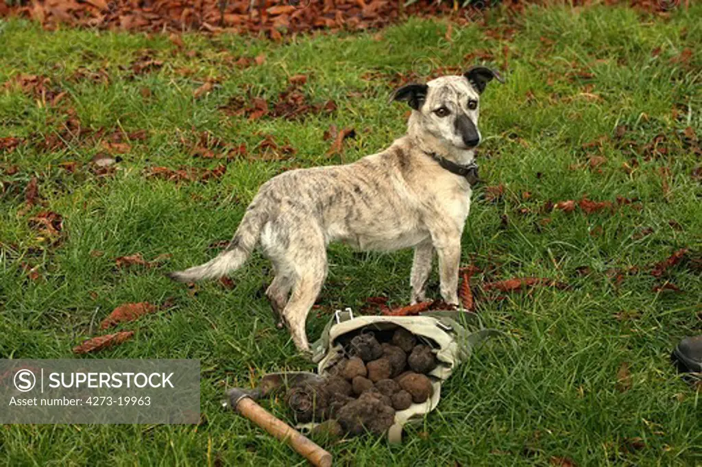 Dog and Truffle Gathering, Drome in the South East of France