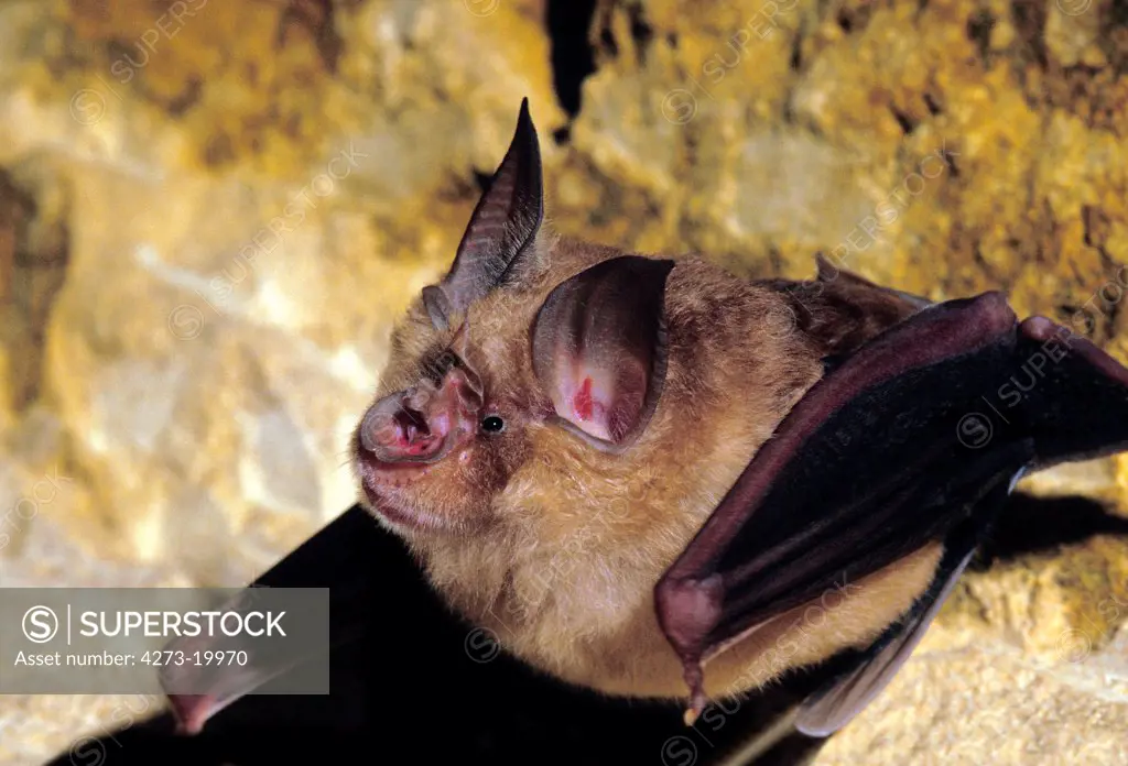 Great Horseshoe Bat, rhinolophus ferrumequinum