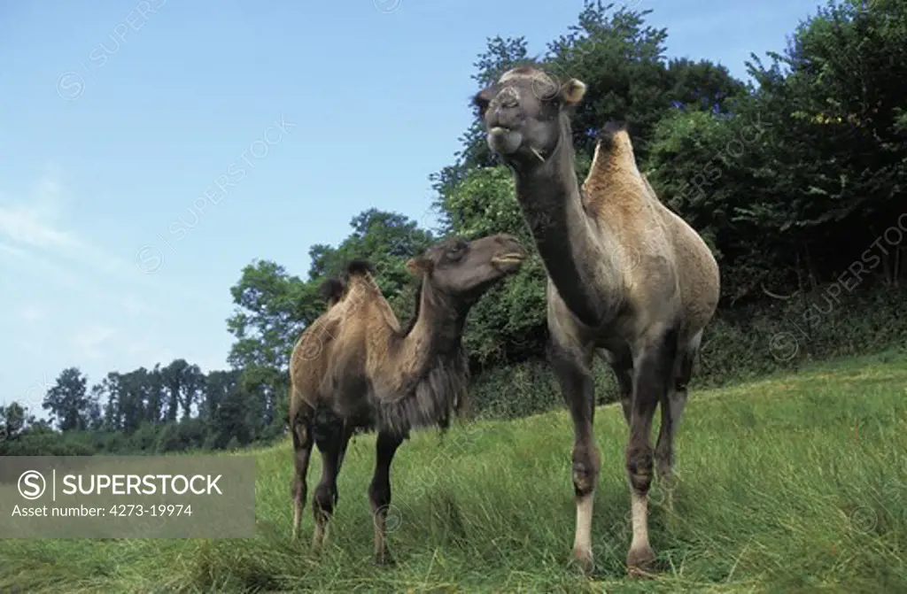 Bactrian Camel, camelus bactrianus