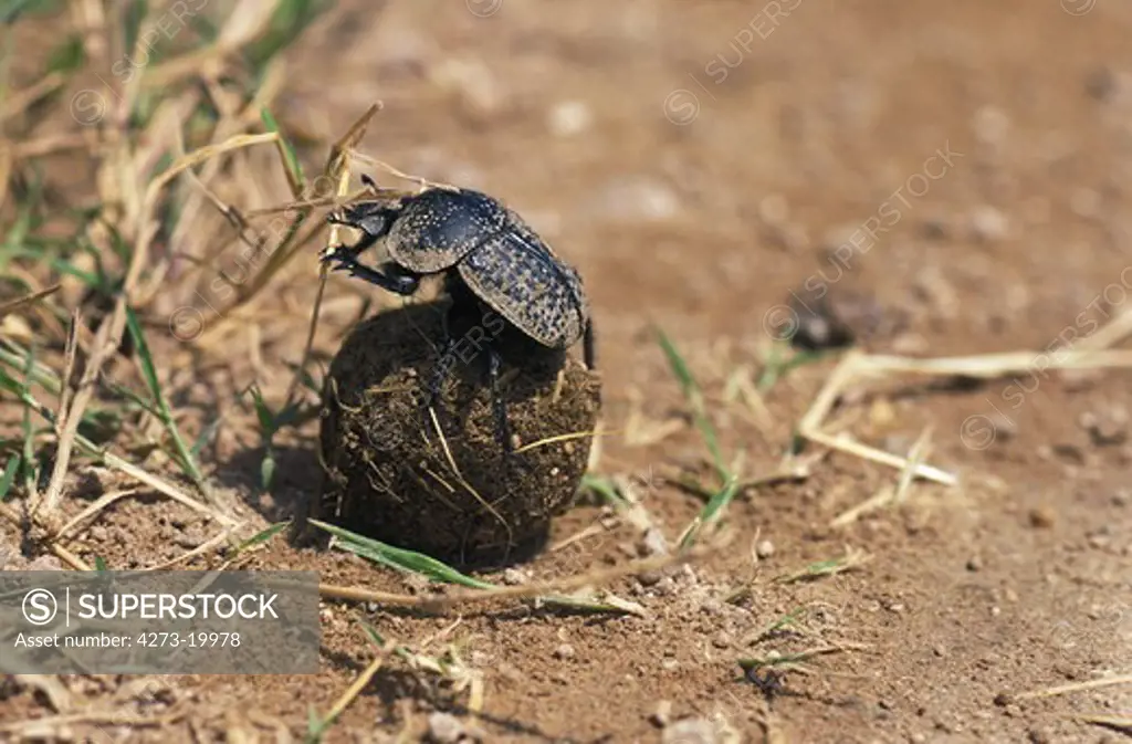 Dung Beetle rolling Dung Ball, Kenya