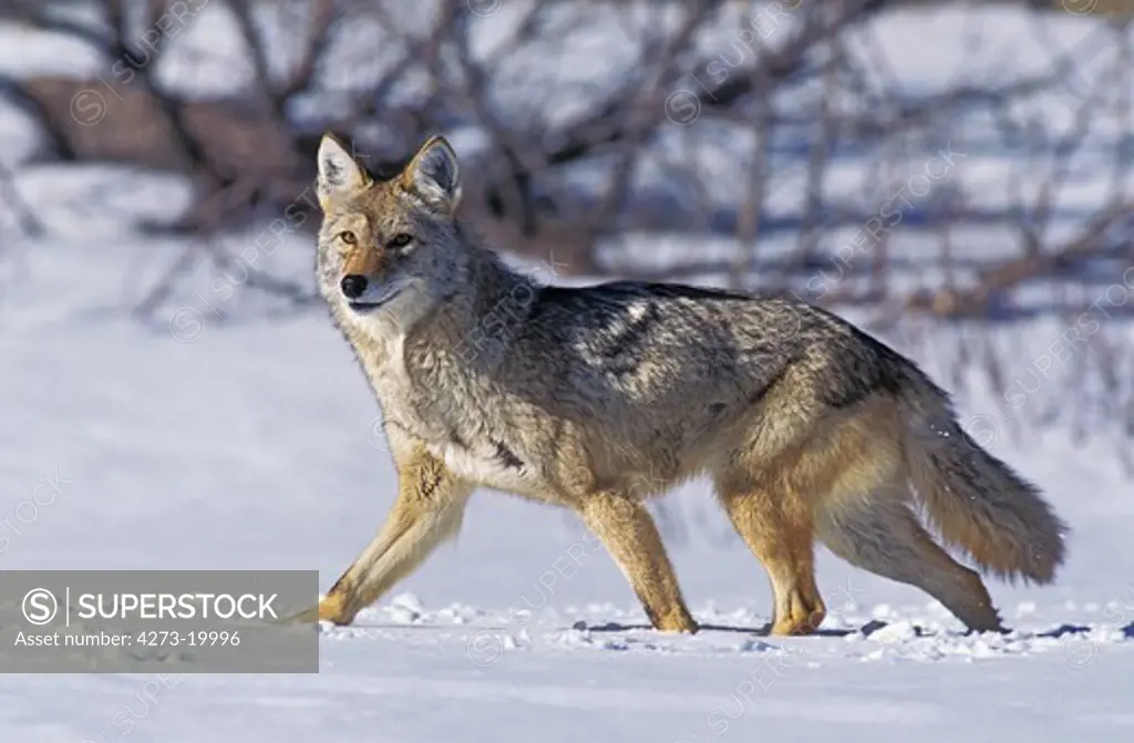 Coyote, canis latrans, Adult standing on Snow, Montana