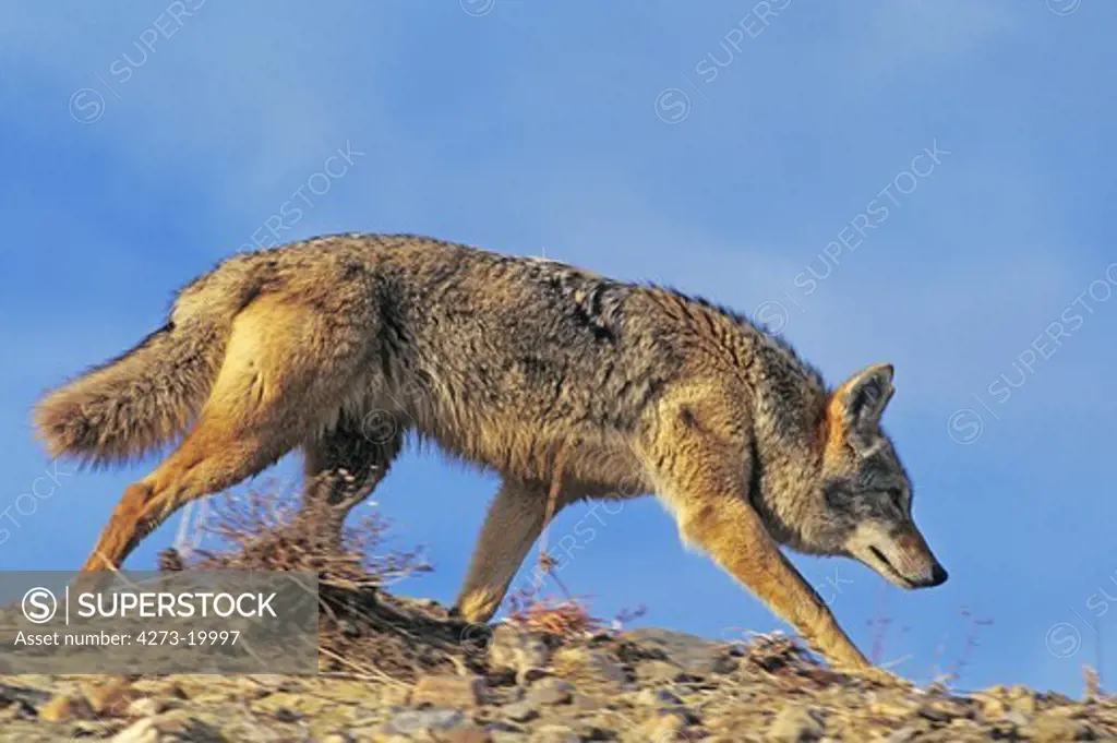 Coyote, canis latrans, Adult walking, Montana