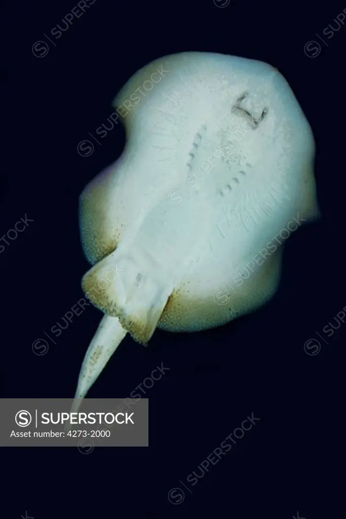 Stingray, Urolophus Jamaicensis, Adult Swimming, Underside View