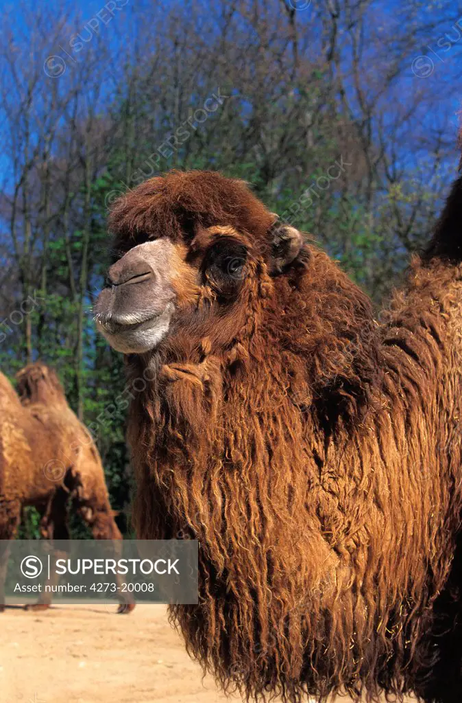 Bactrian Camel, camelus bactrianus