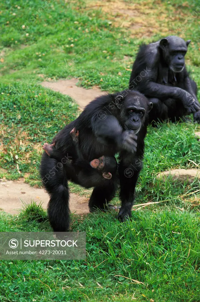 Chimpanzee, pan troglodytes, Mother with Young