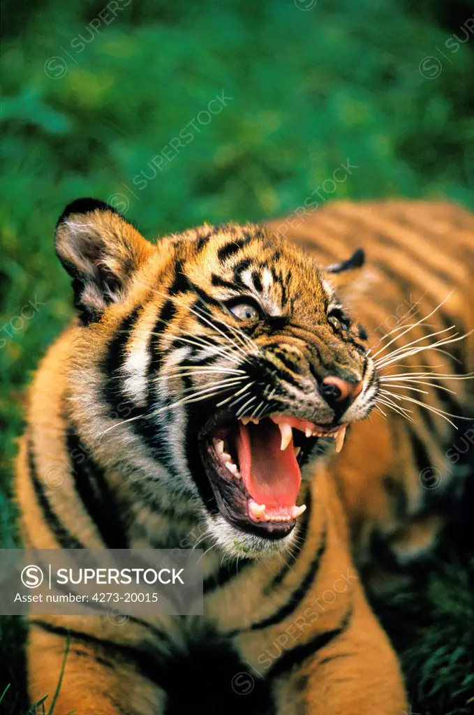 Sumatran Tiger, panthera tigris sumatrae, Cub snarling